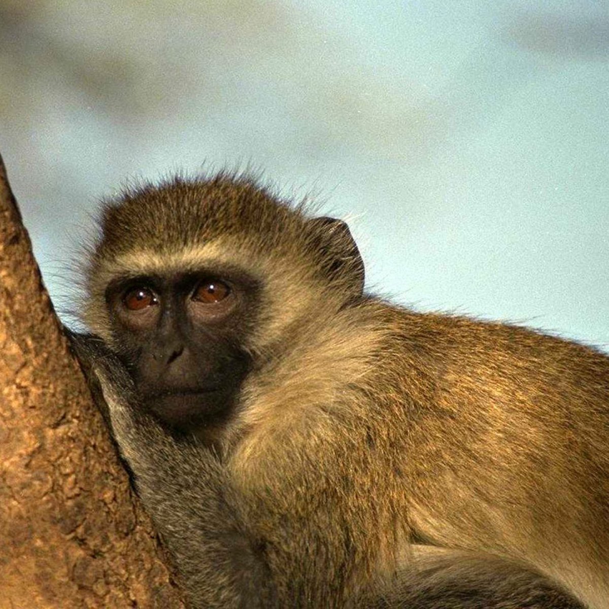 Африканская зеленая мартышка