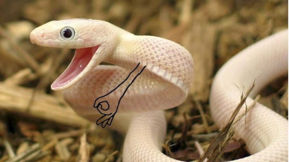 Полоз леуцист