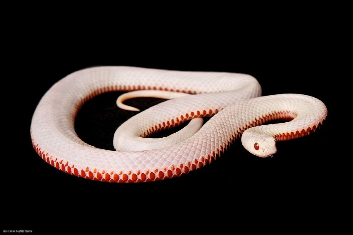 Чёрная мамба альбинос
