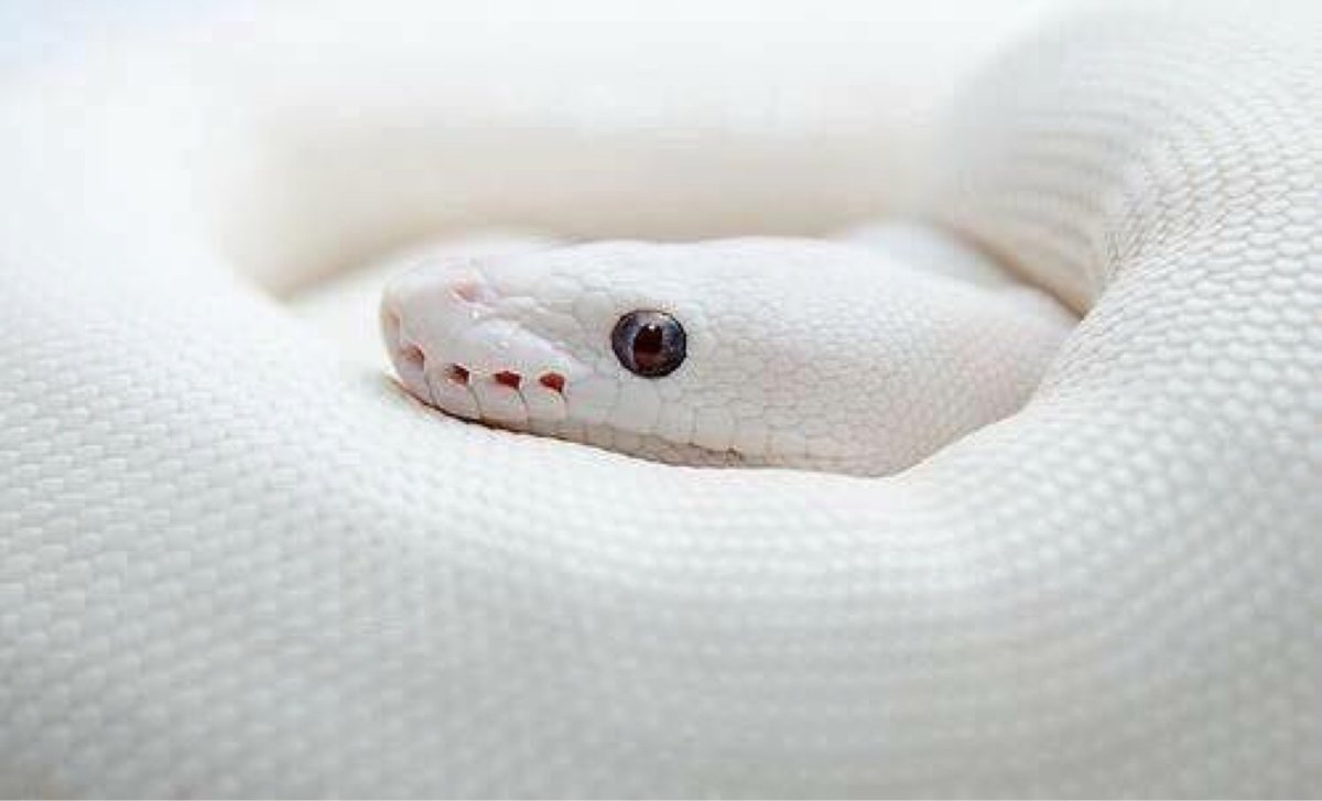 Королевский питон белый с голубыми глазами