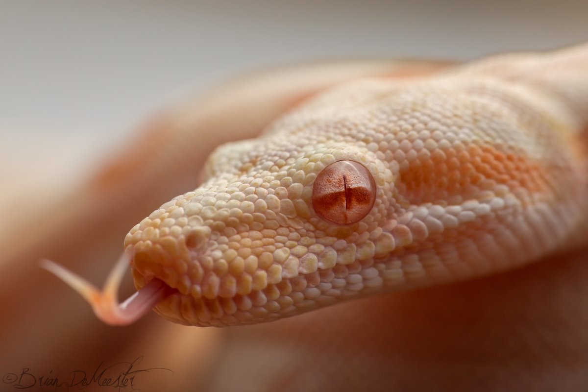 Геккон альбинос