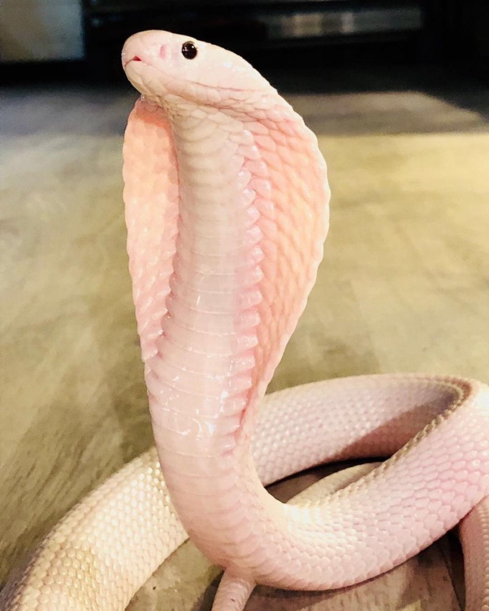 Моноклевая Кобра альбинос