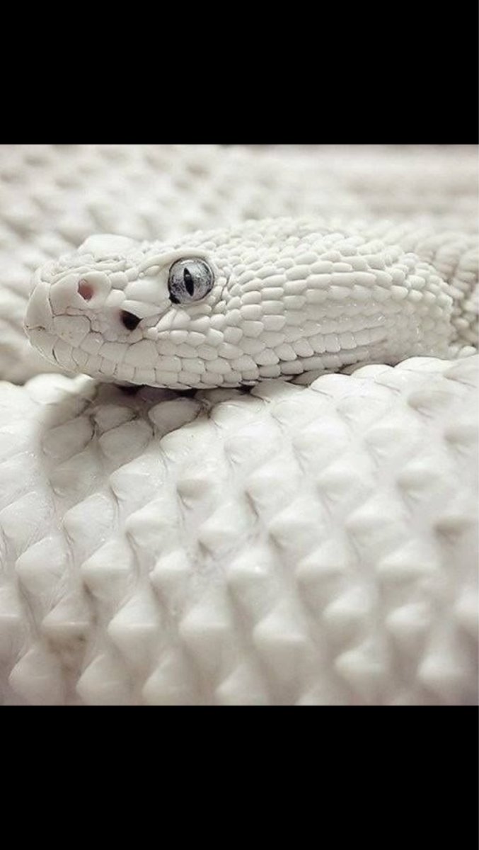 Белая змея с разными глазами