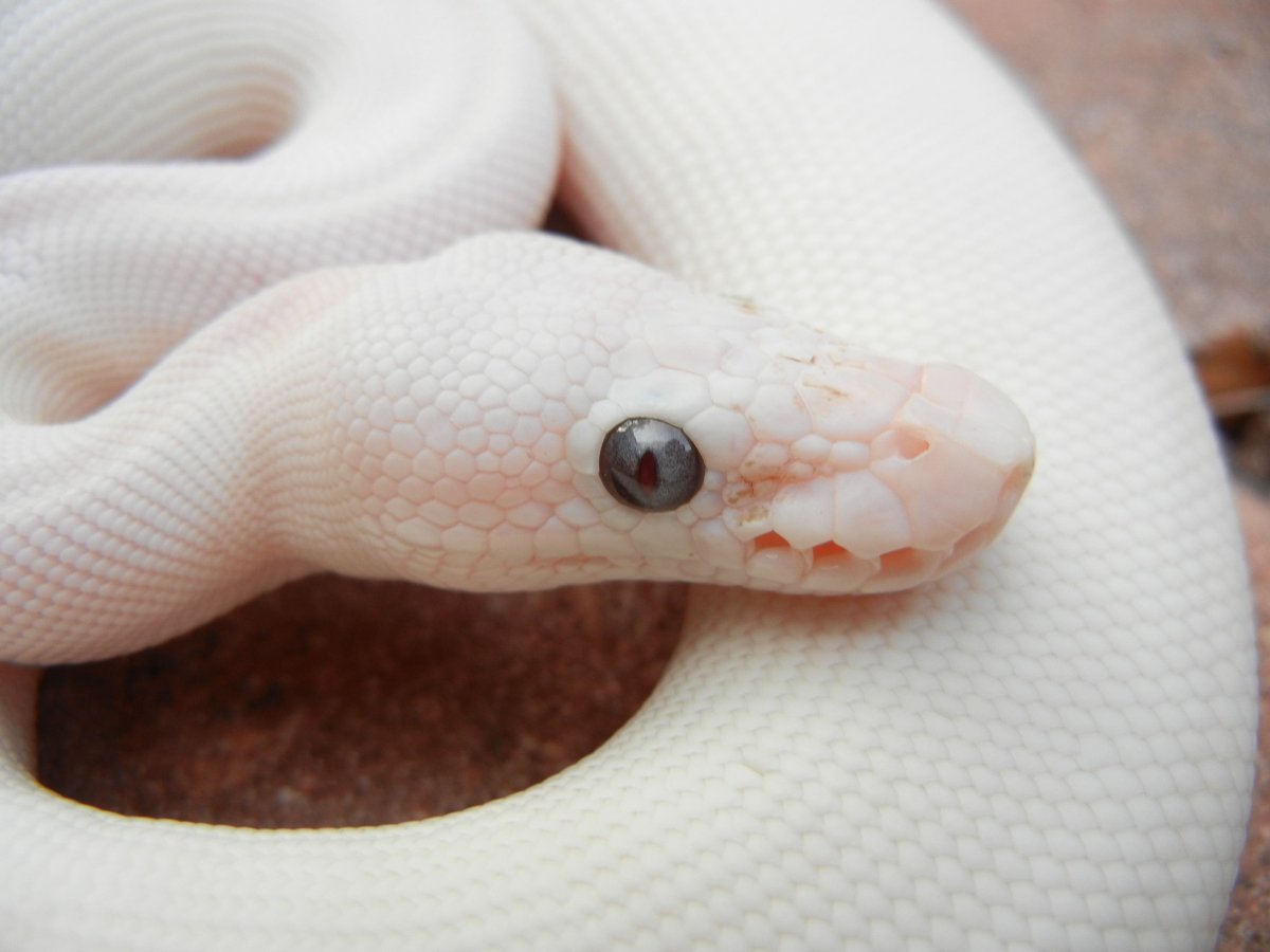 Королевский питон леуцист