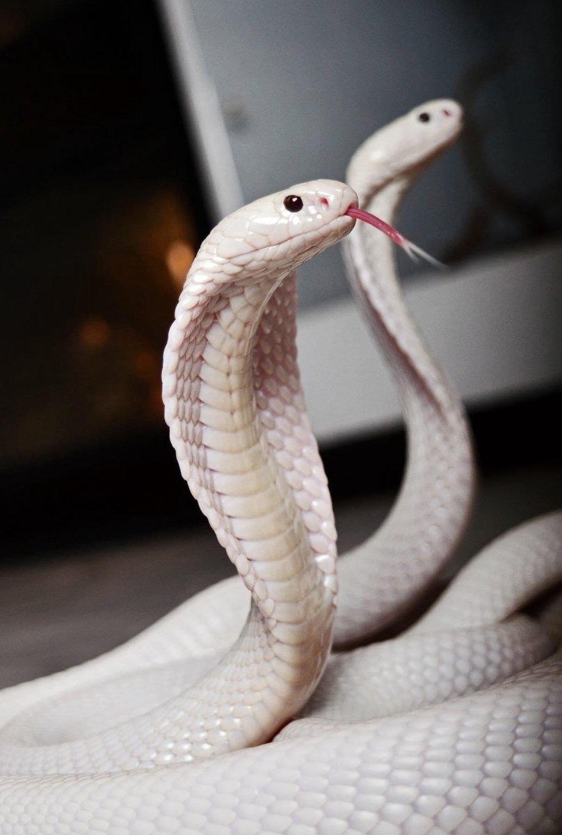 Моноклевая Кобра