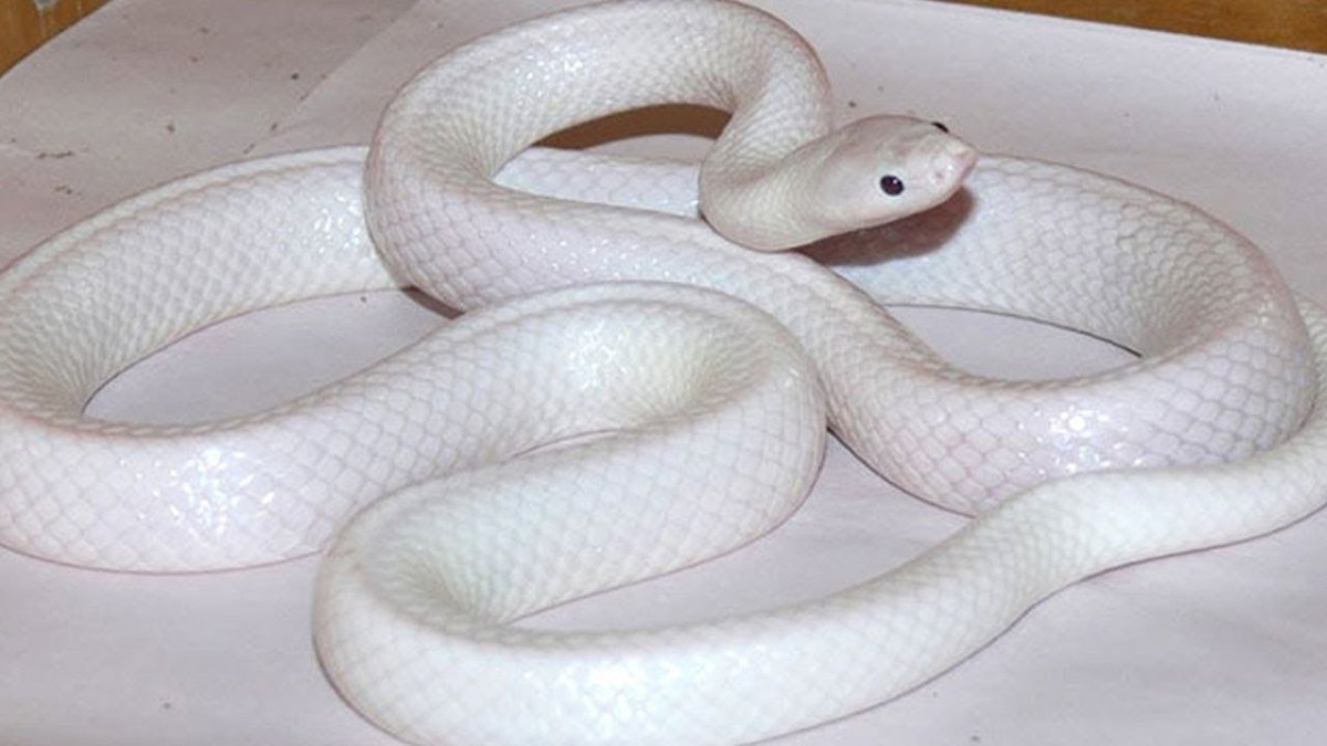 Техасский полоз альбинос