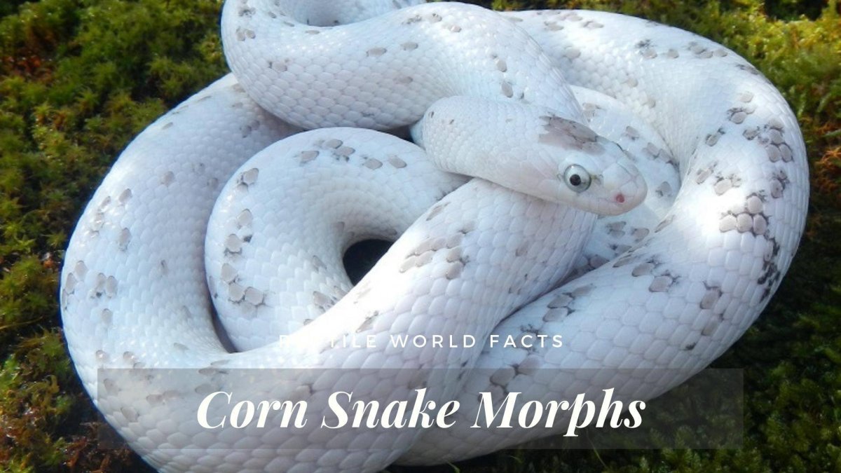 Змея полоз альбинос