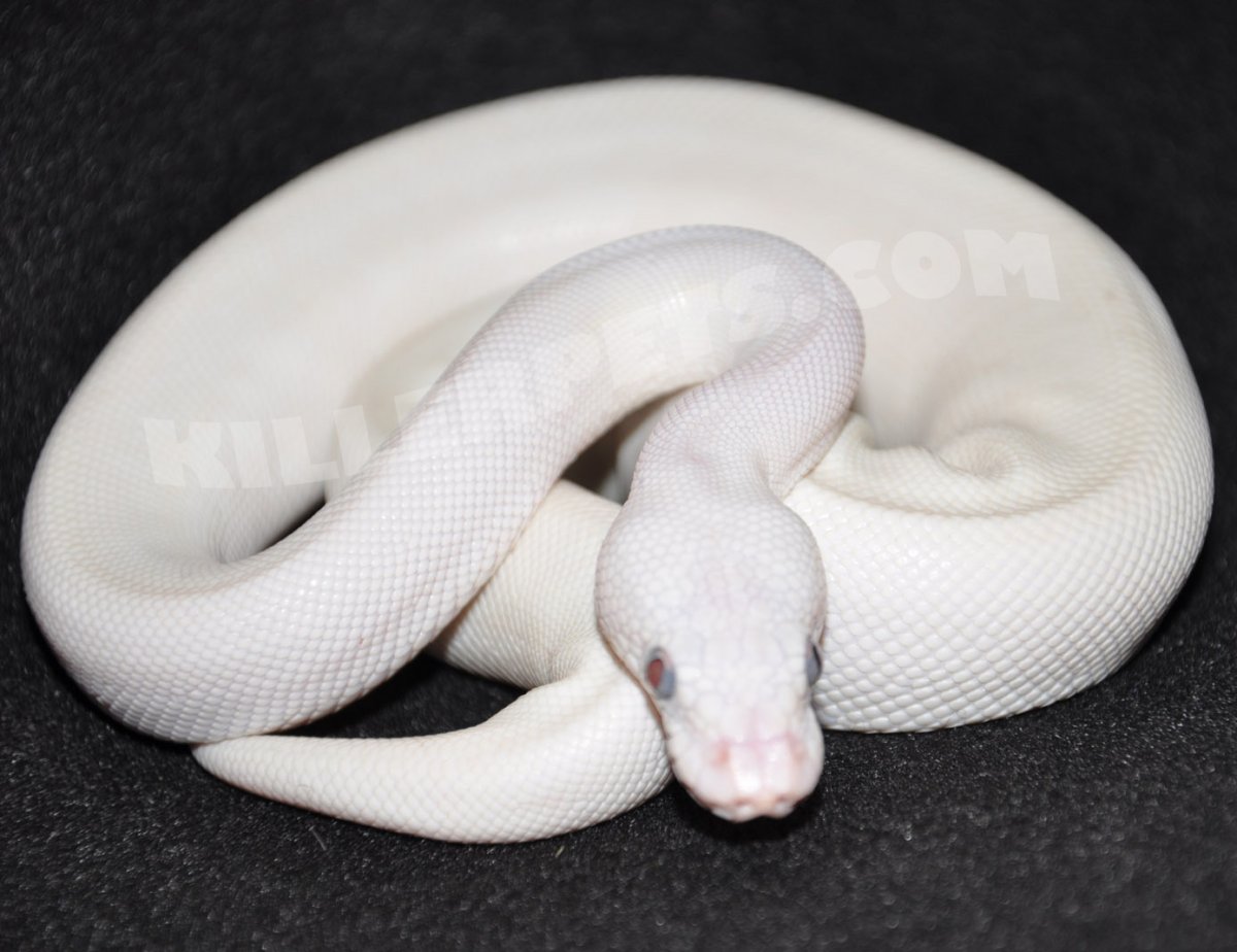 Королевский питон арт