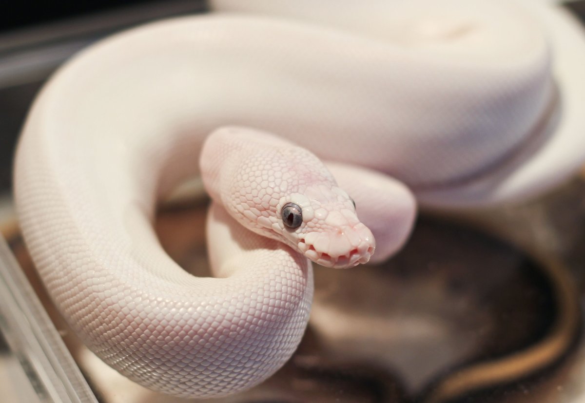 Королевский питон альбинос