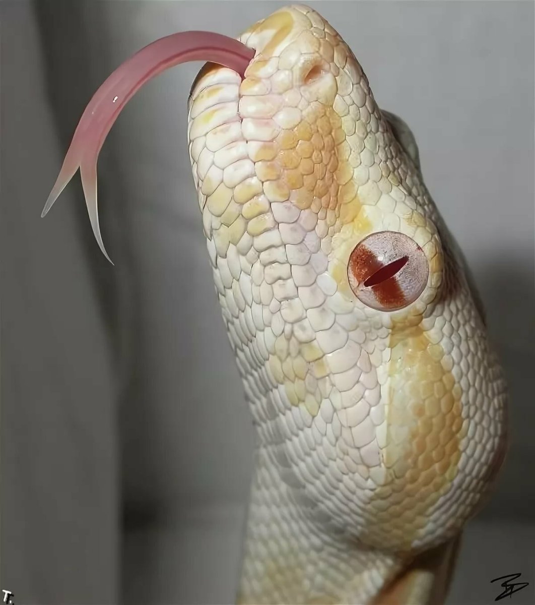 Полоз альбинос