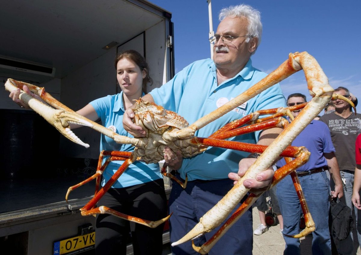 Macrocheira kaempferi