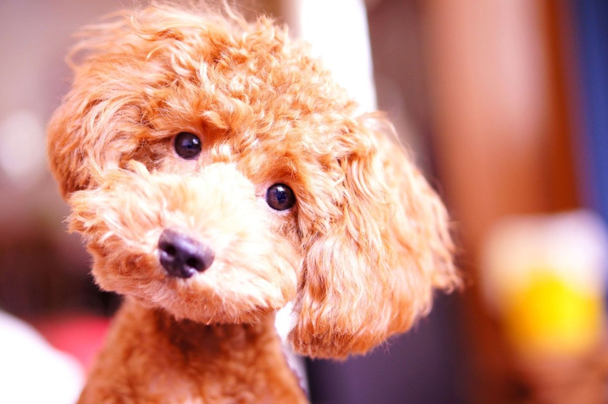 Собачка карликовый пудель