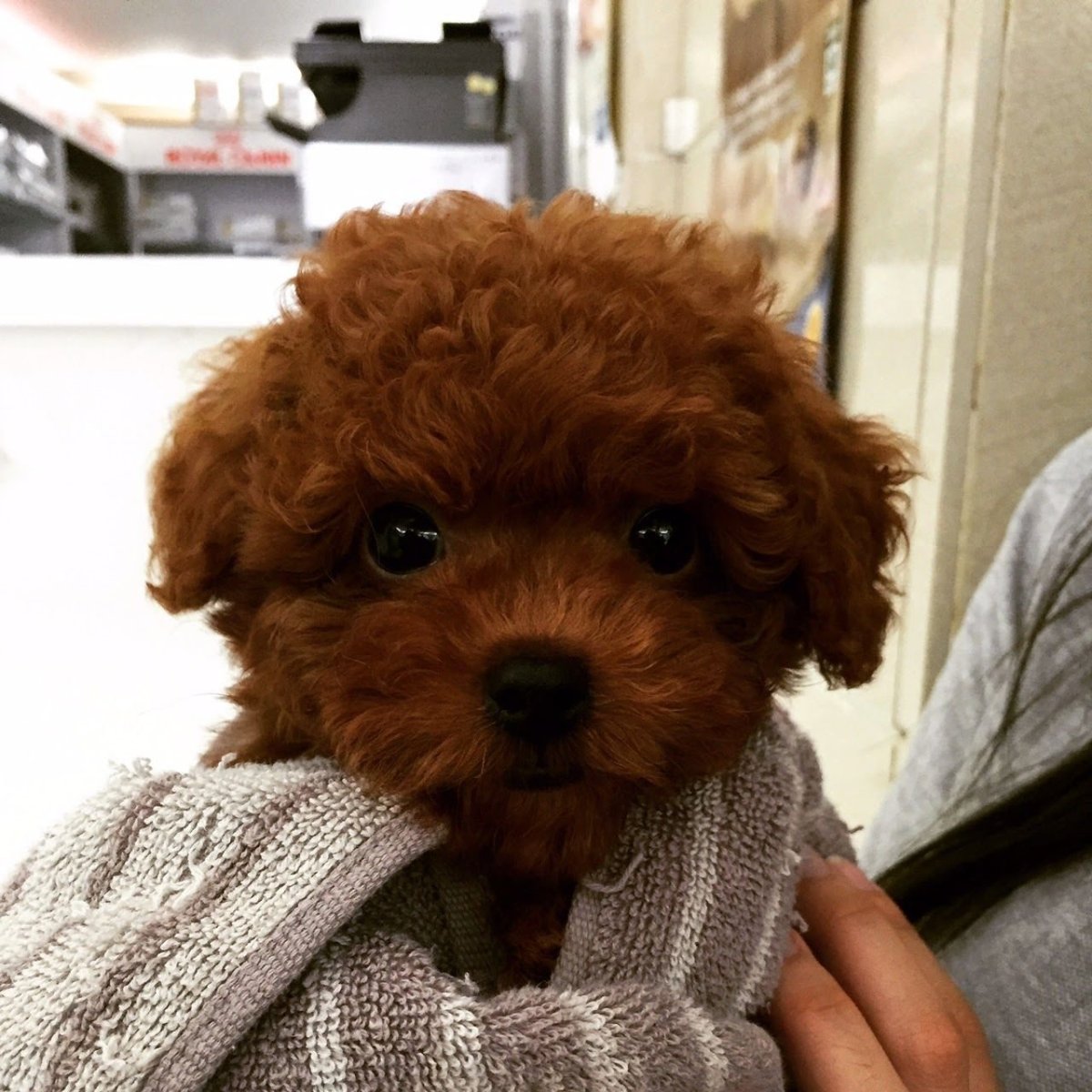 Той пудель мальтипу