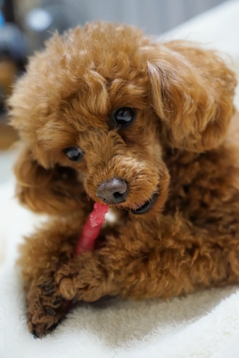 Карликовый пудель