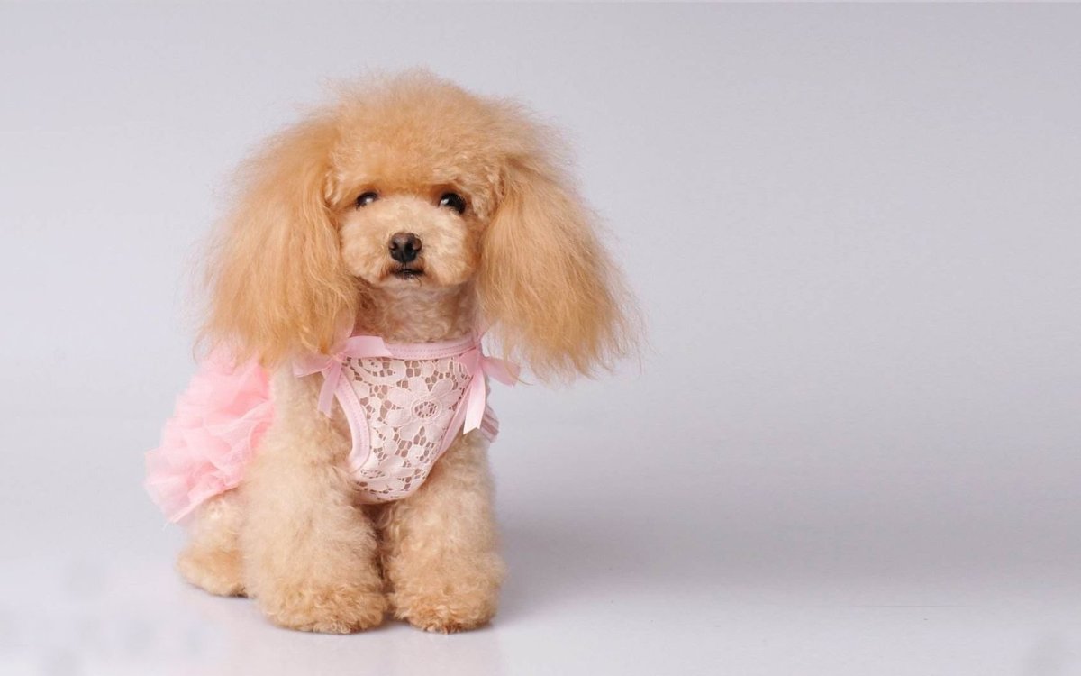 Той пудель маленький