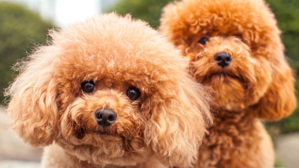 Карликовый пудель персиковый