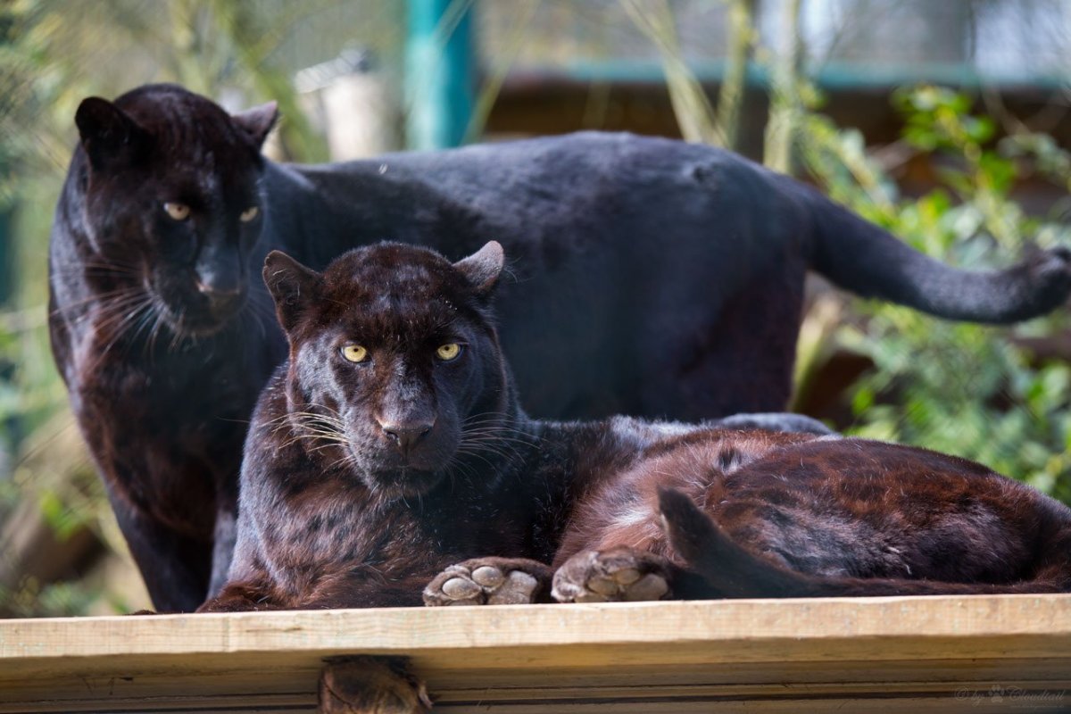 Ягуар меланист детеныш