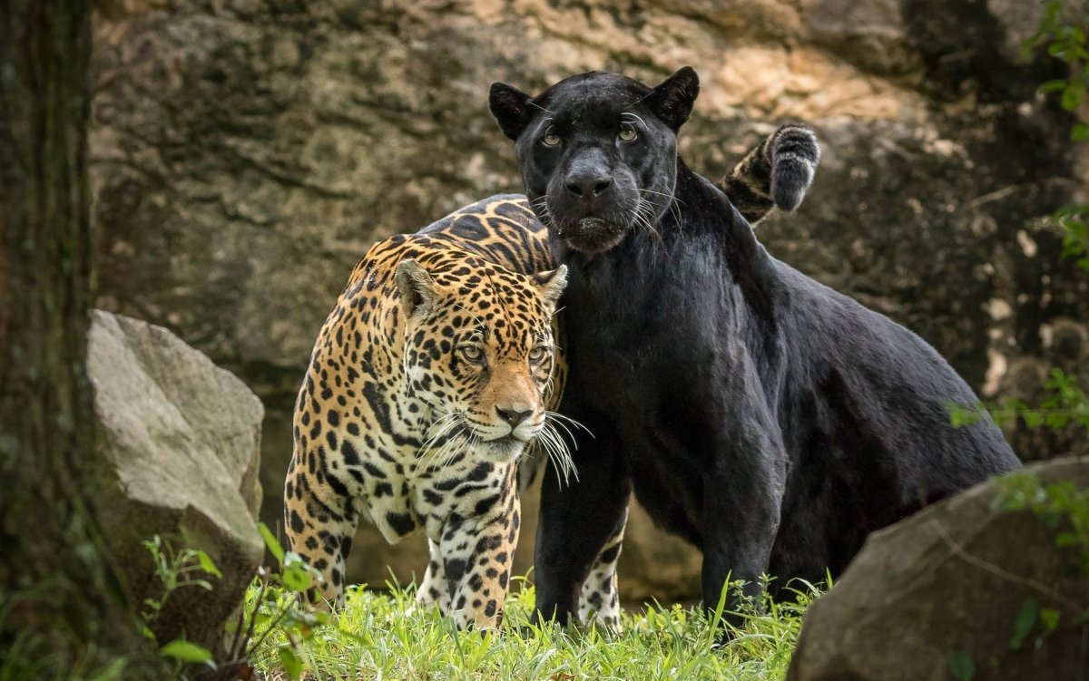 Пантера пятнистая