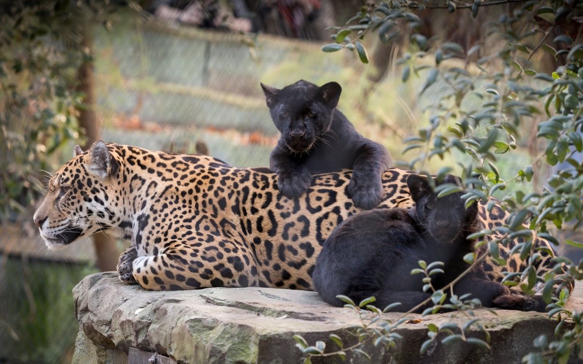 Ягуар самка