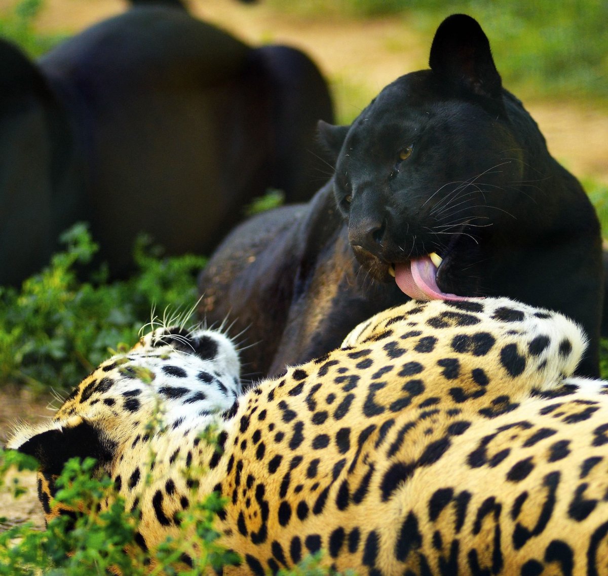 Ягуар и пантера