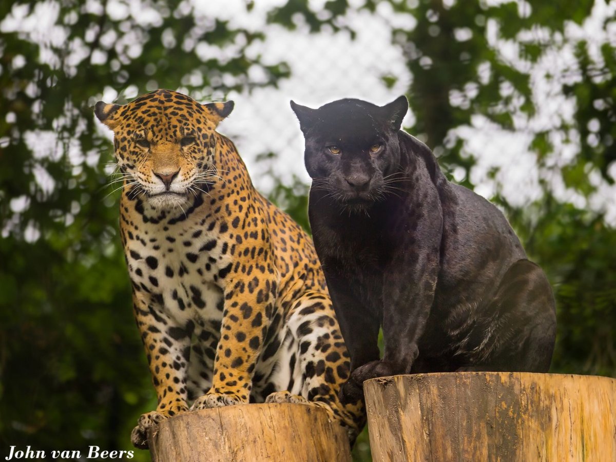 Рысь и черный Ягуар