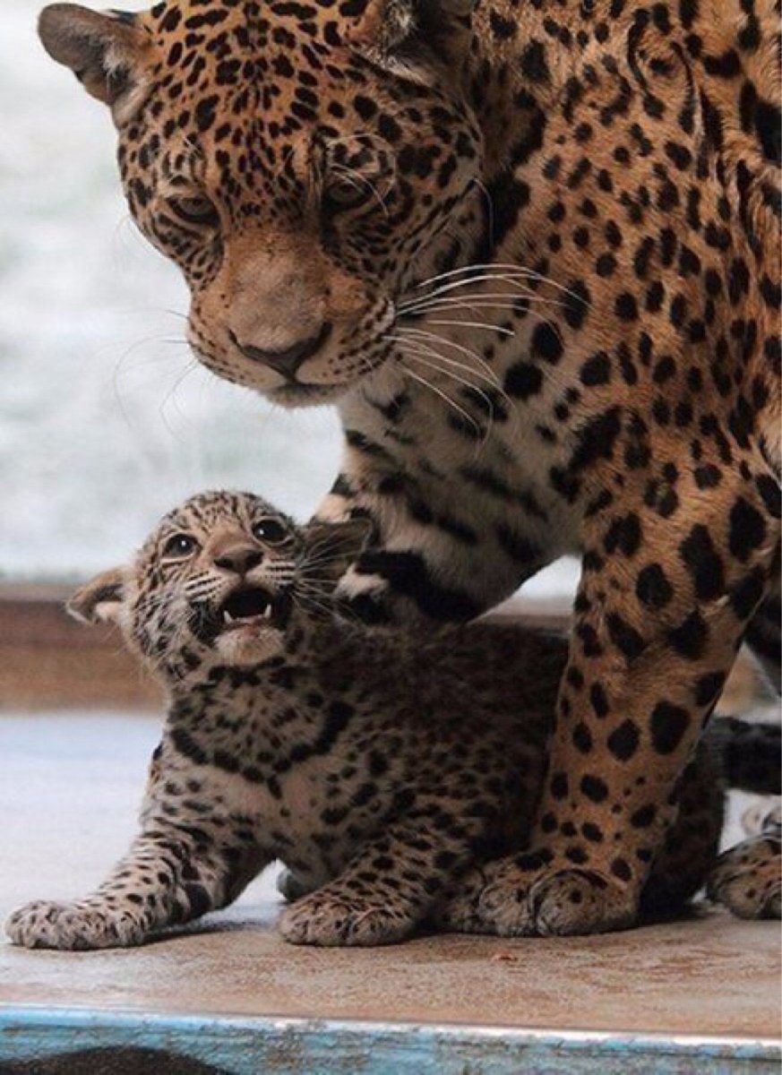 Тигры и леопарды