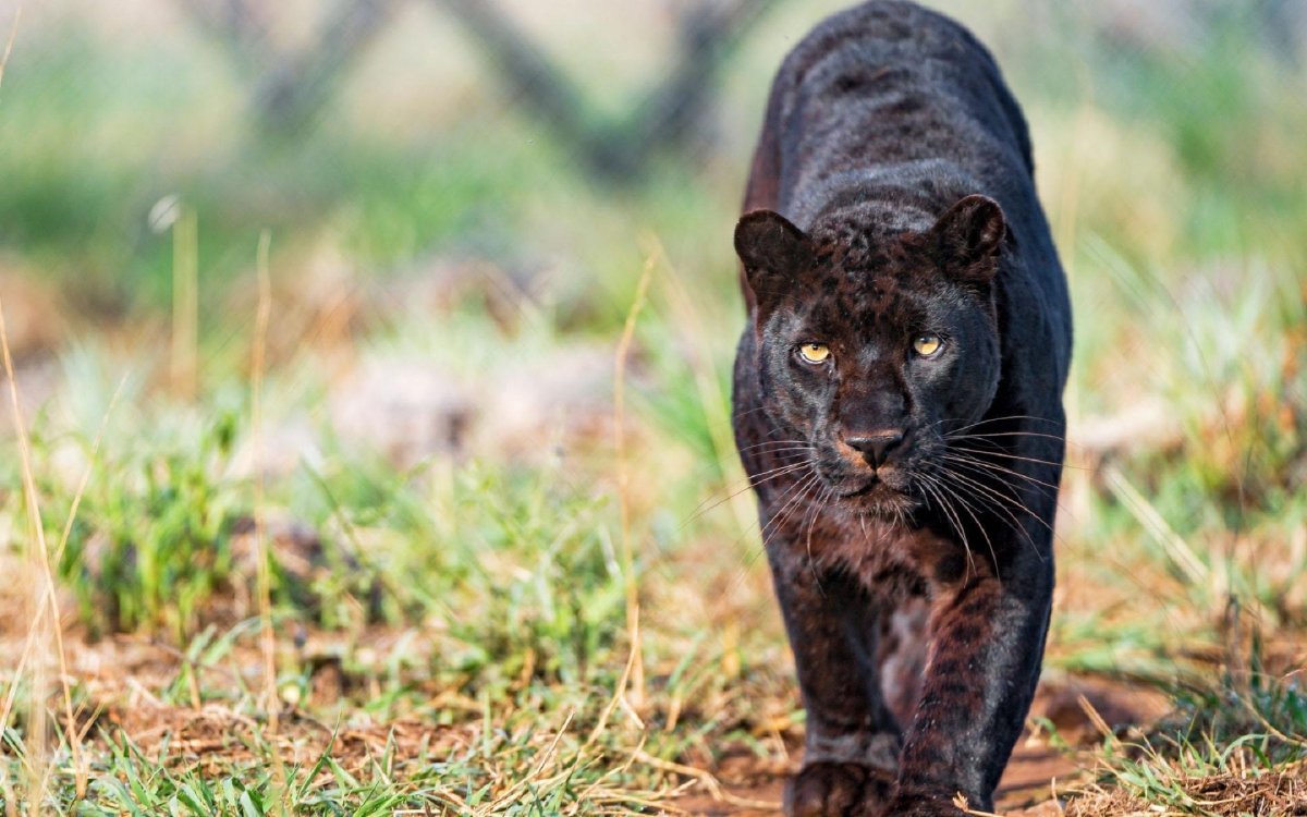 Пума и пантера