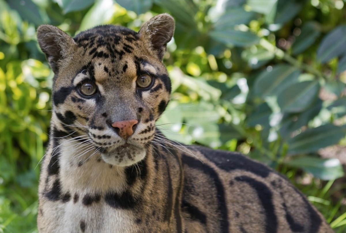 Дымчатый леопард (Neofelis nebulosa),