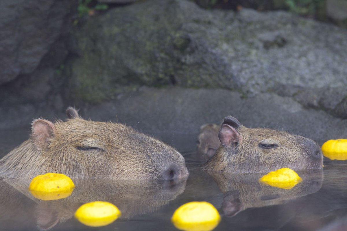 Капибара с мандарином