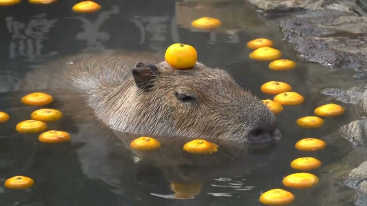 Капибара с мандарином