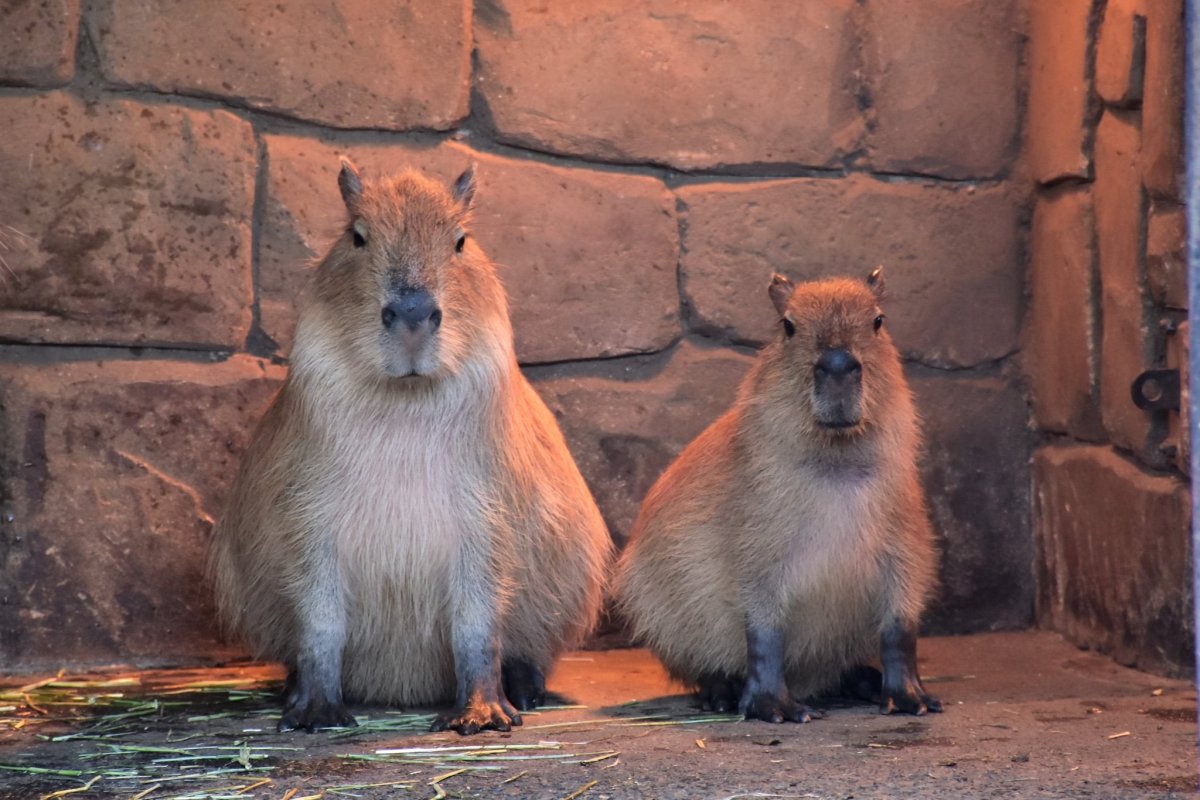 Среда картинки прикольные