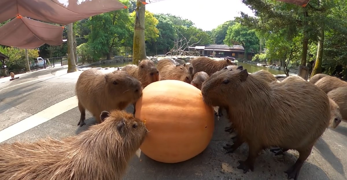 Капибара ест