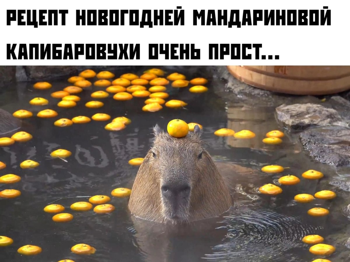 Капибары в воде с апельсинами