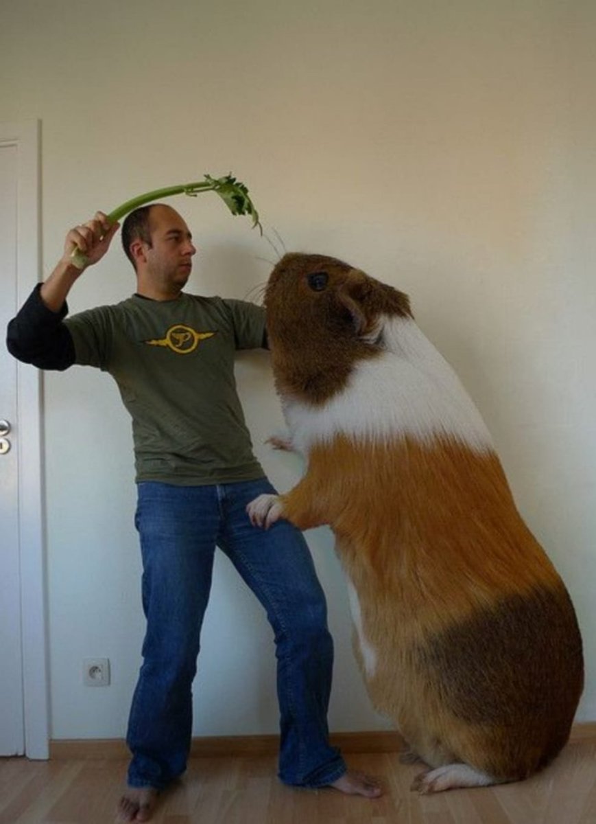 Морская Свинка Куи