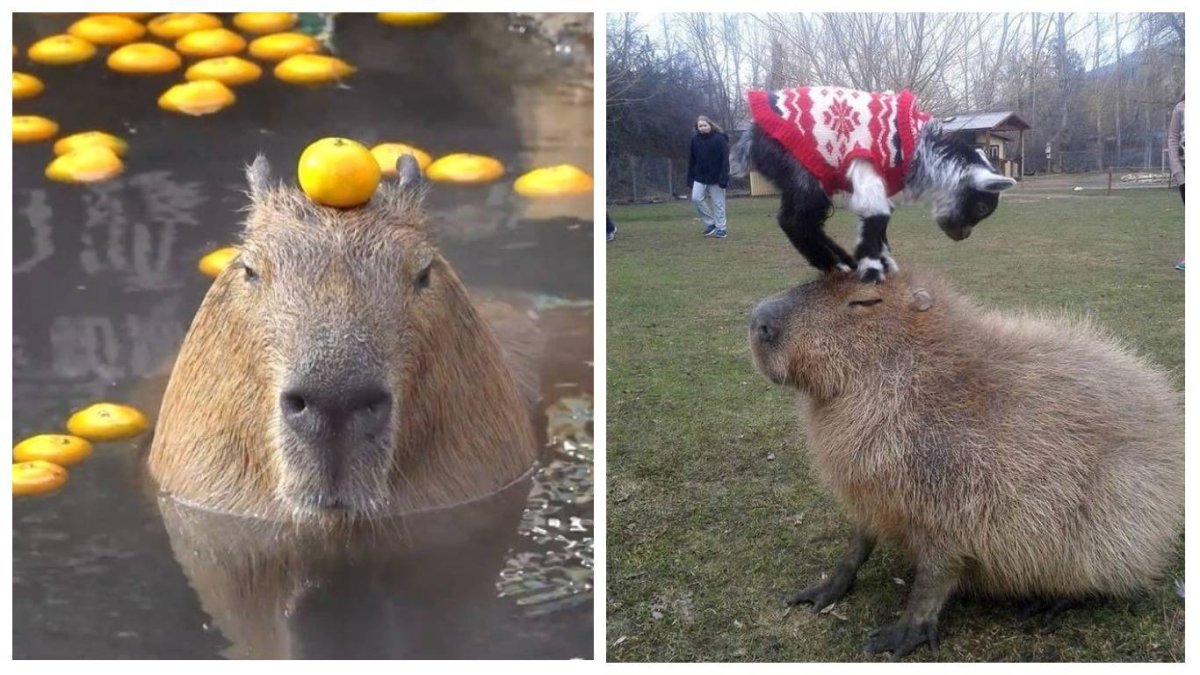 Капибара с мандарином