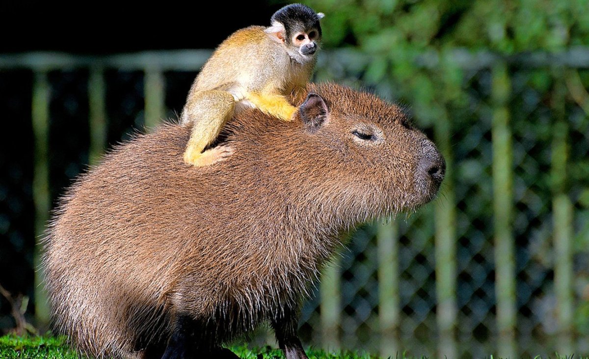 Капибара и обезьянки