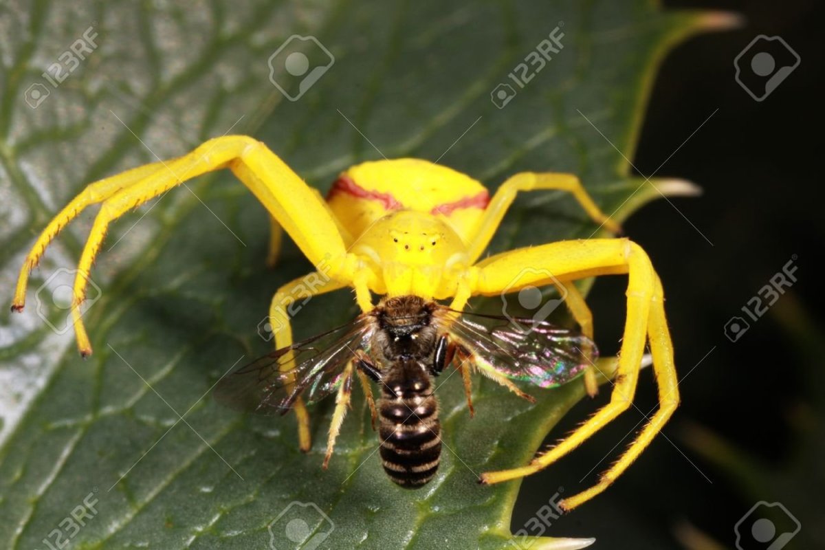 Паук желтый с красной полосой