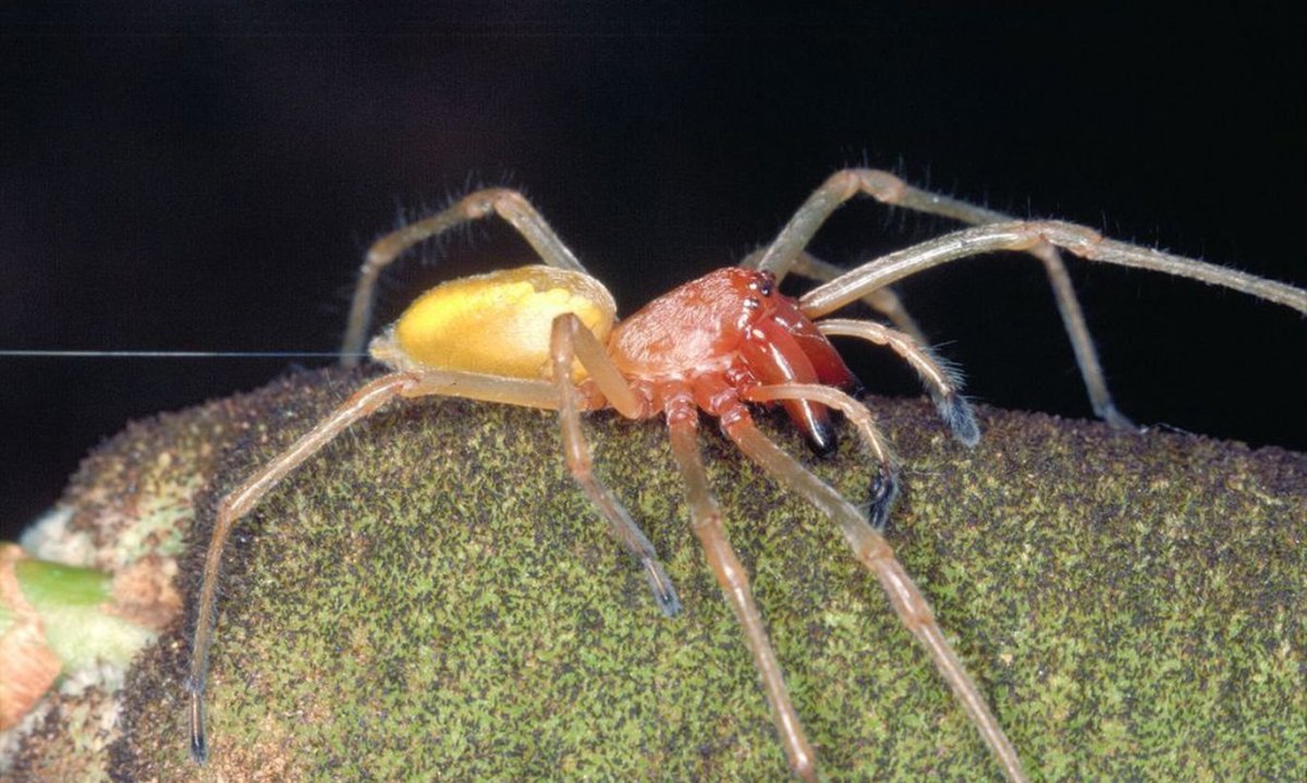 Желто красный паук