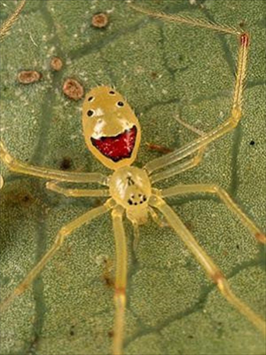 Теридион гралатор паук