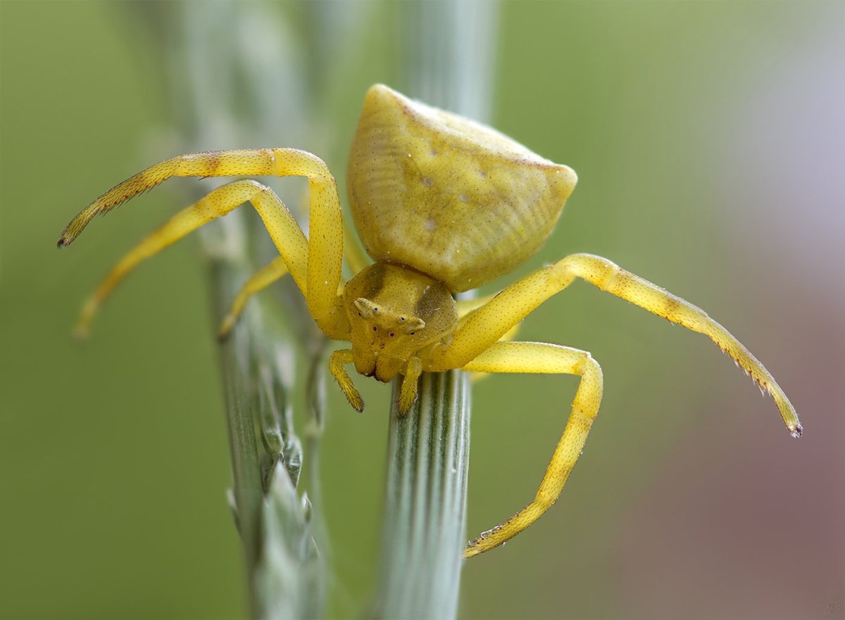 Thomisus onustus паук