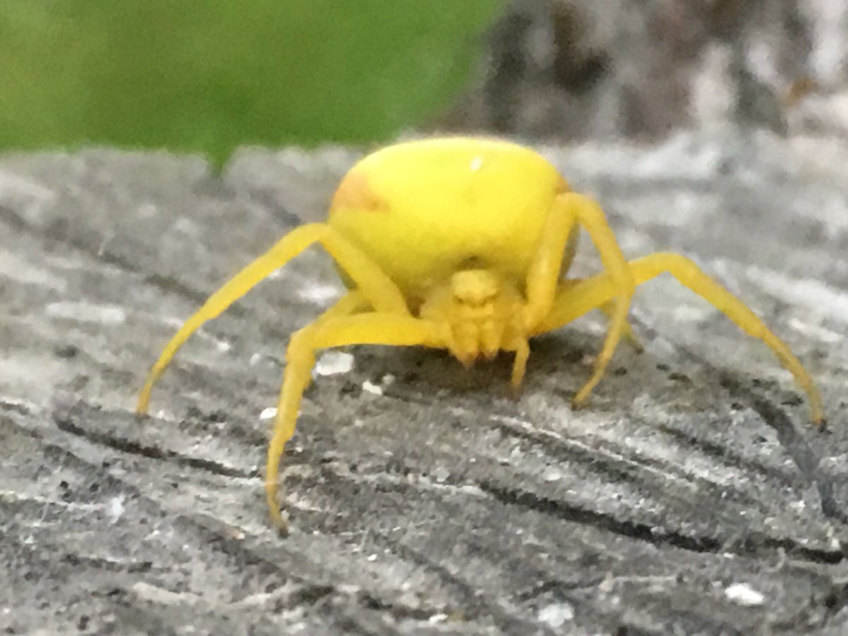 Паук бокоход желтый ядовитый