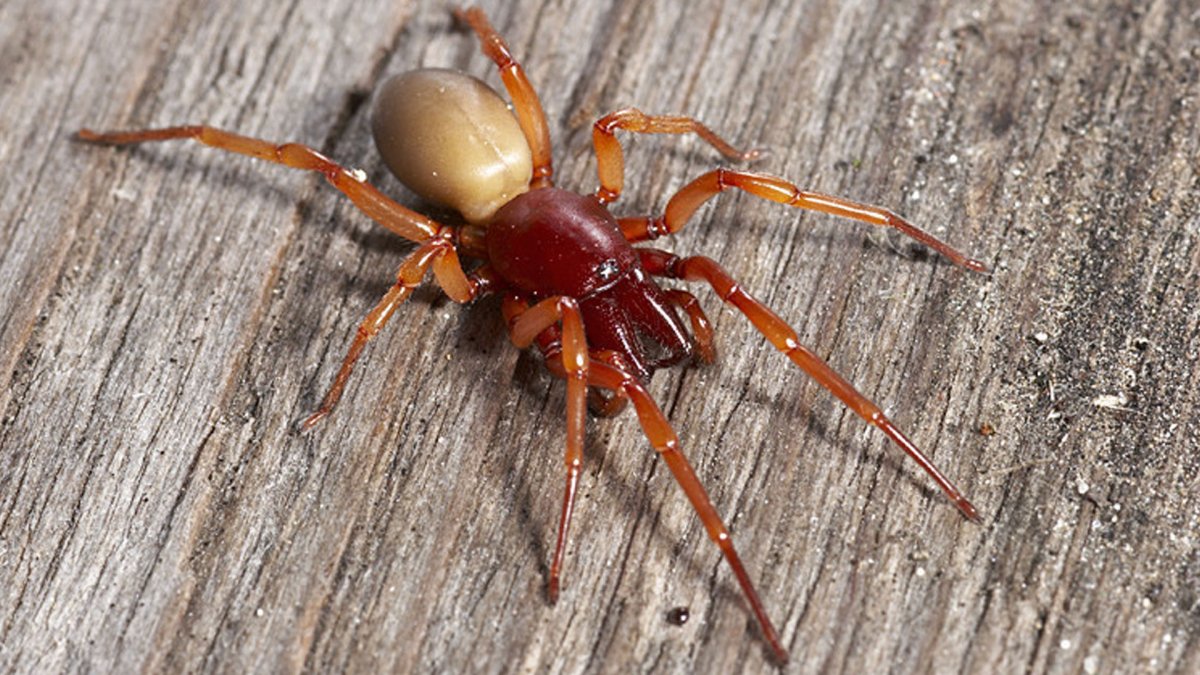 Dysdera crocata poisonous