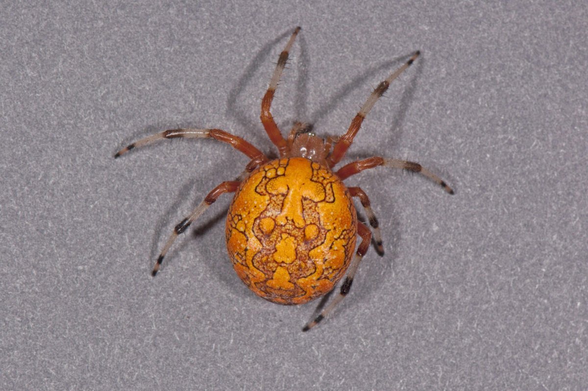 Оранжевый паук крестовик