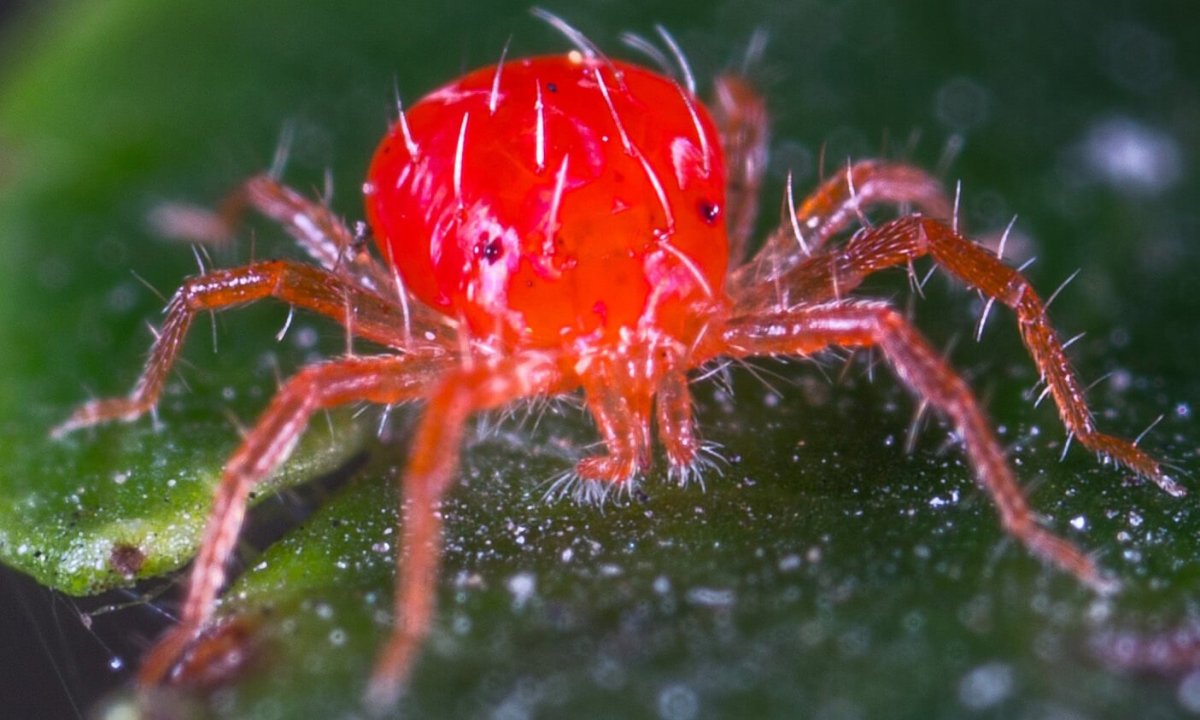 Красный паук Земляной