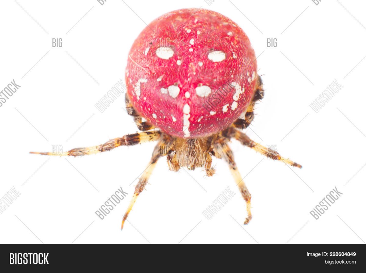 Паук с красным телом