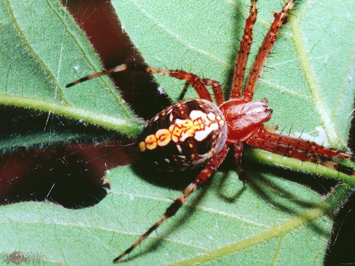 Паук c красным туловищем