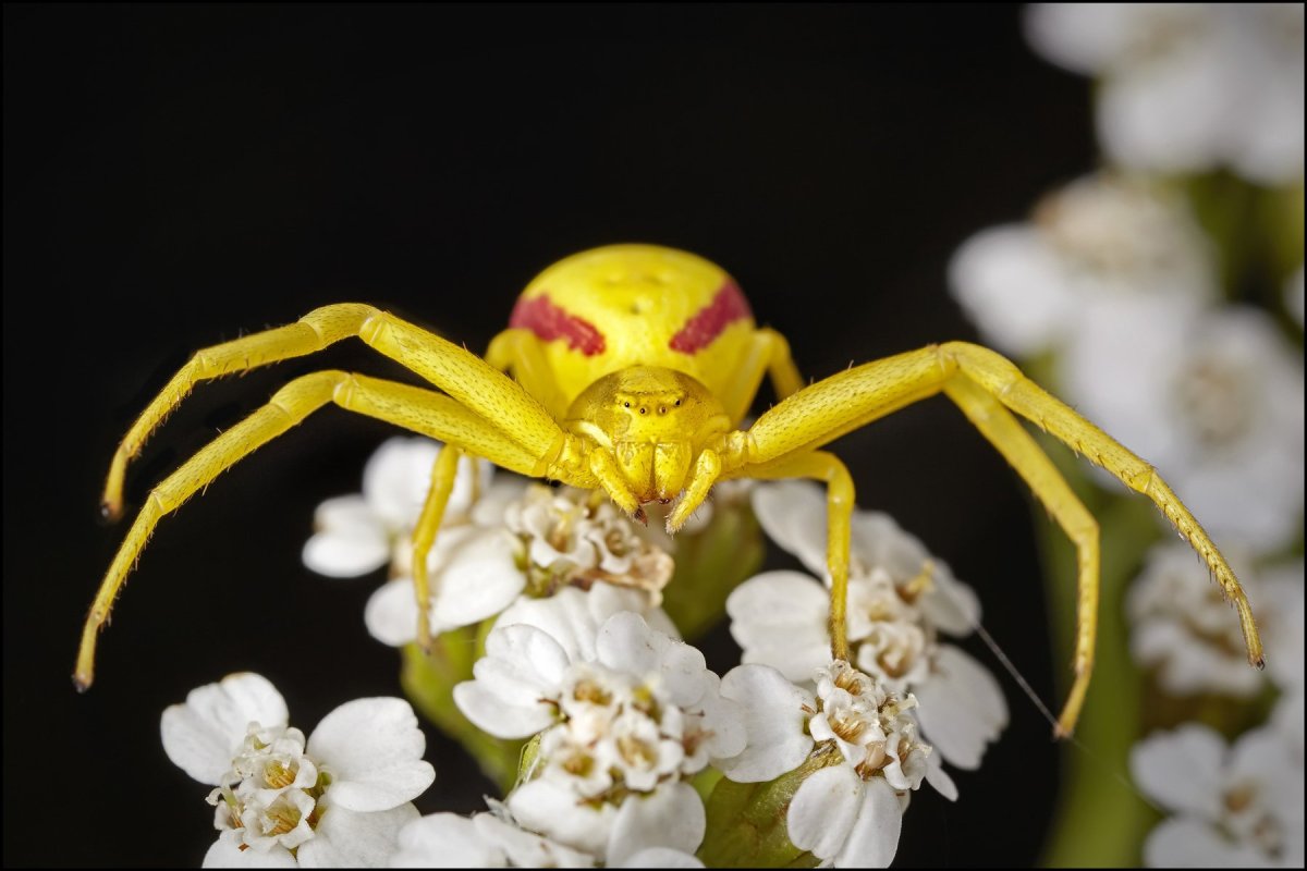 Желтый цветочный паук-бокоход