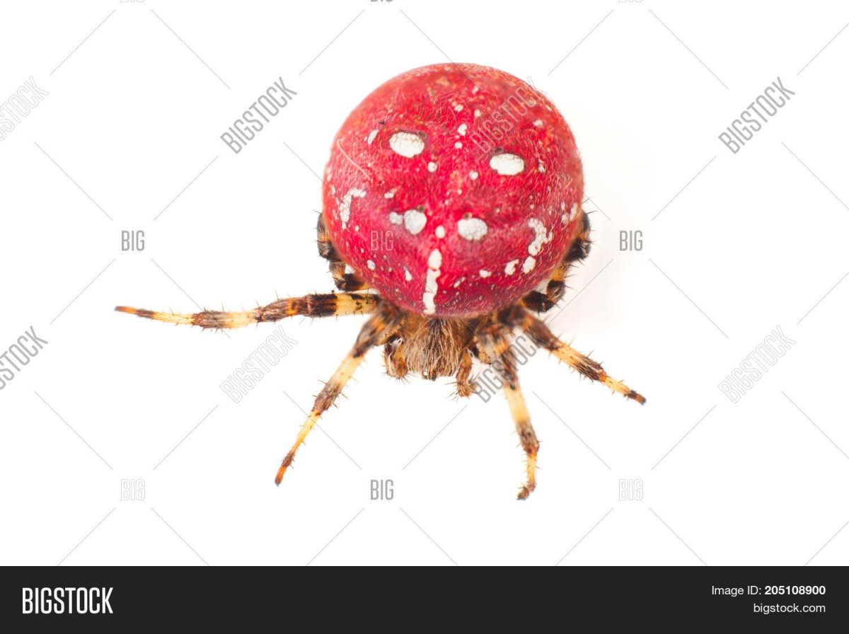 Белый паук с красными пятнами