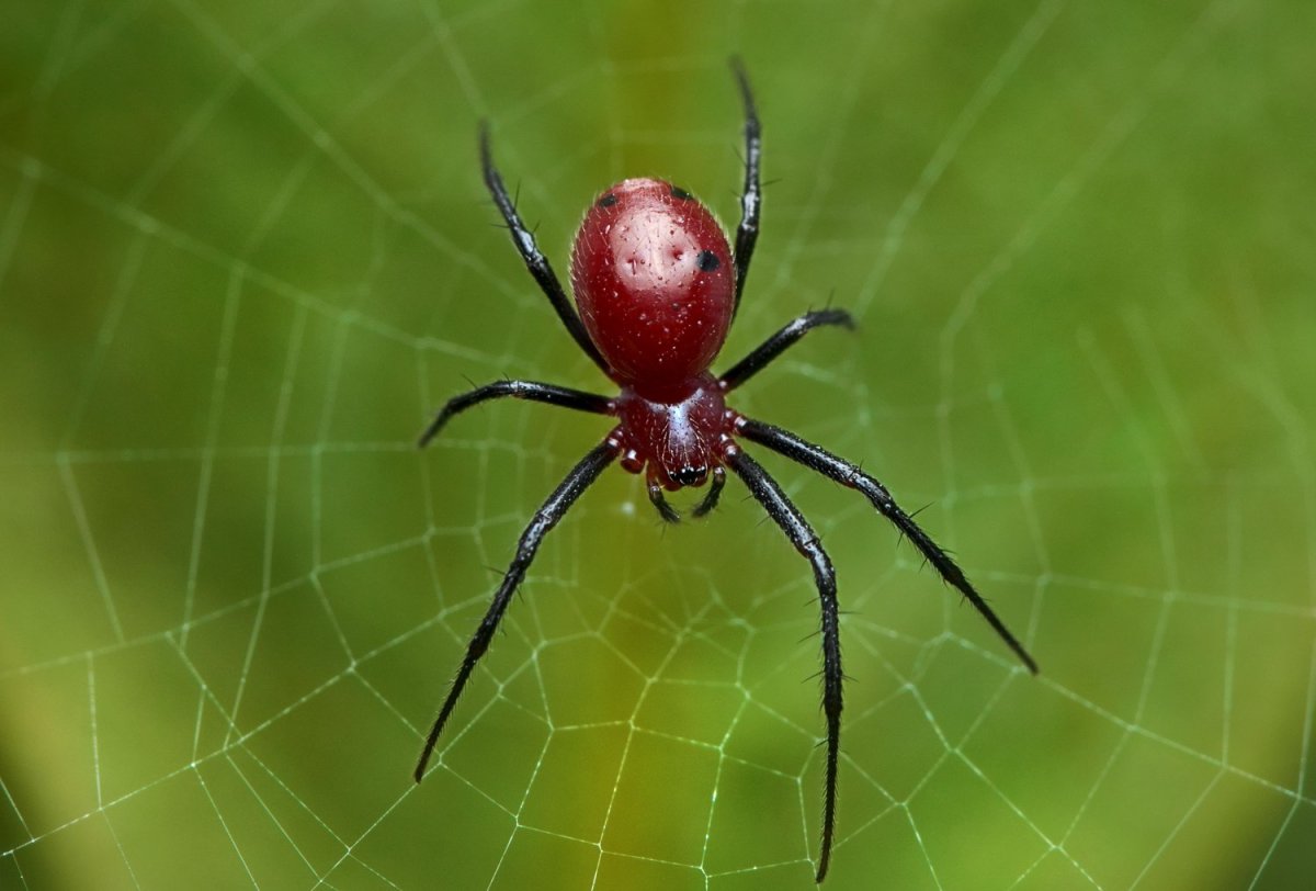 Паук Трихолатис