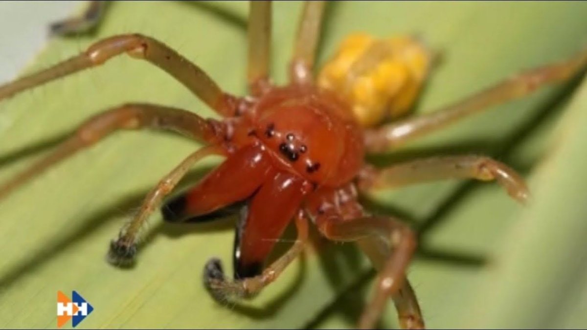 Cheiracanthium punctorium желтосумный колющий паук